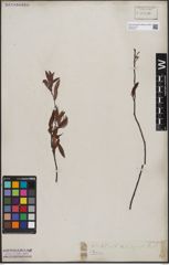 Foto von Salix capensis Thunb.